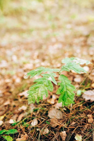 Лиственные Леса Редко Растущими Деревьями Молодые Дубы Березы — стоковое фото