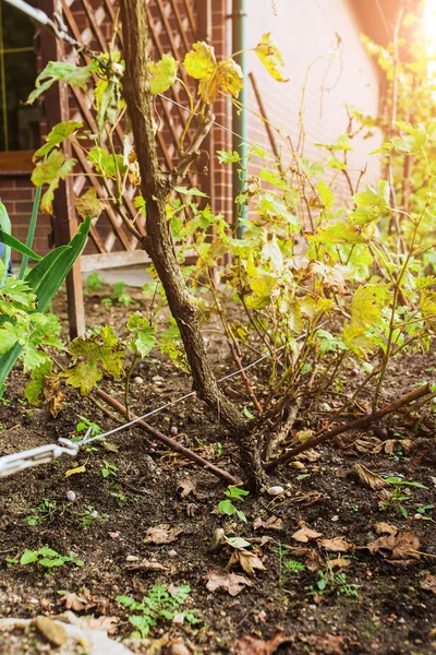 Orto Cortile Bacche Verdure Nei Letti Agricoltore Dilettante — Foto Stock