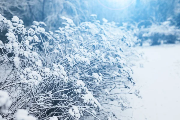 Зимний Морозный День Лесу Иголки Покрытые Белым Снегом — стоковое фото