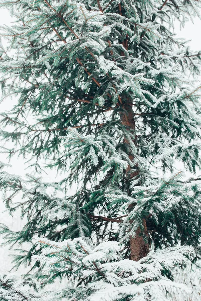 Ветви Ели Покрытые Снегом Зимнем Лесу Крупный План Зеленых Иголок — стоковое фото