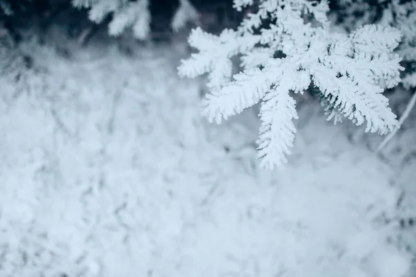 Floresta Inverno Dia Gelado Agulhas Cobertas Neve Branca Perto — Fotografia de Stock