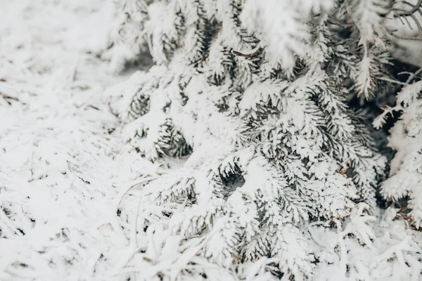 Хвойные Леса Снегом Снежная Буря Зимнем Лесу — стоковое фото