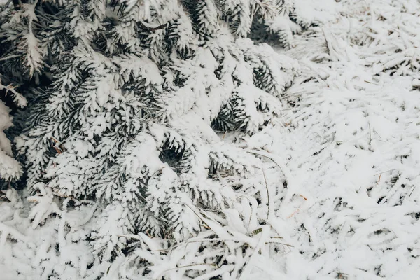 Зимний Морозный День Лесу Иглы Покрытые Белым Снегом Крупным Планом — стоковое фото