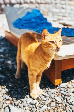 Parlak güneşin altında kumsalda güneşlenen sevimli kızıl kedi - sahil beldesi - aşırı teşhir ve tatilde hayvan barınağı