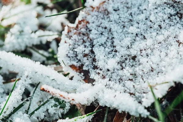 Мороз Сухих Осенних Листьях Мороз Земле Начале Зимы Кристаллы Льда — стоковое фото