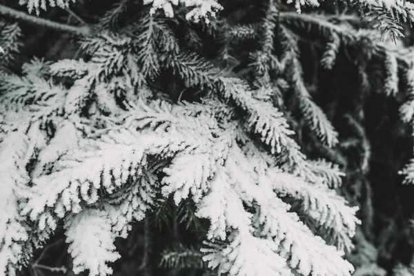 Ветви Ели Снегом Лесу Зимняя Сказка Рождественское Настроение — стоковое фото