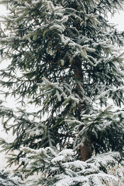 Ветви Вечнозеленой Ели Зимой Покрыты Снежинками — стоковое фото