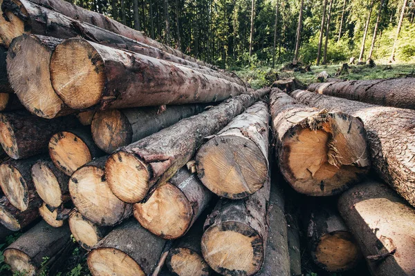 Hromada Klád Pily Lese Těžba Dřeva — Stock fotografie