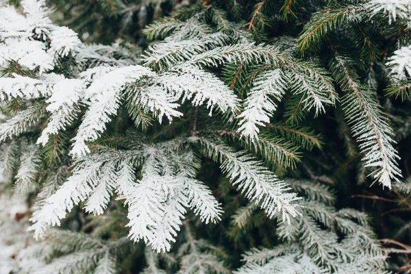 Floresta Coníferas Abaixo Neve Nevasca Floresta Inverno — Fotografia de Stock