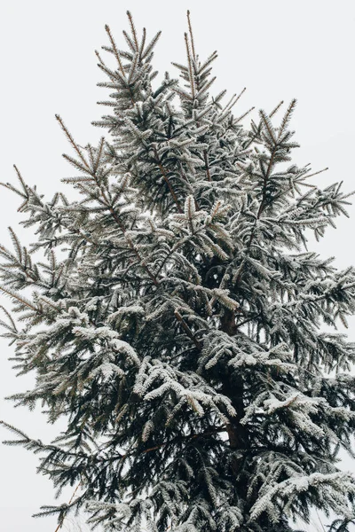 Tät Fluffig Gran Snön Mot Bakgrund Himlen Ett Naturligt Träd — Stockfoto