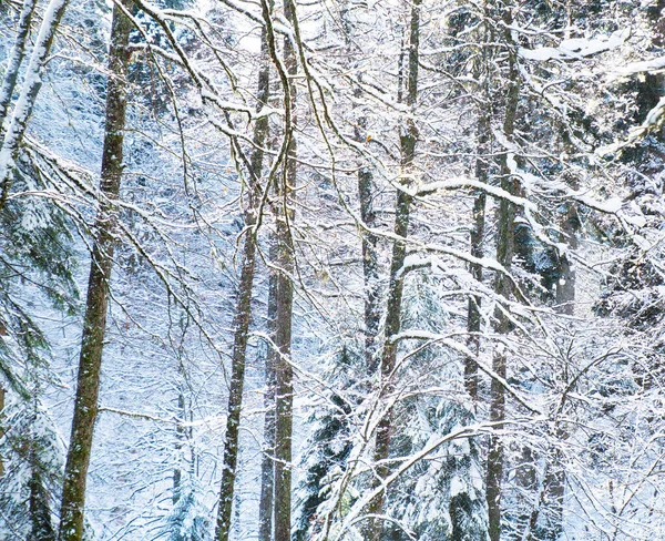 Beau Paysage Hivernal Hautes Montagnes Avec Des Arbres Enneigés — Photo