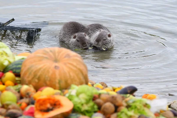 Foto Einer Bisamratte Auf Einem See Freier Wildbahn — Stockfoto