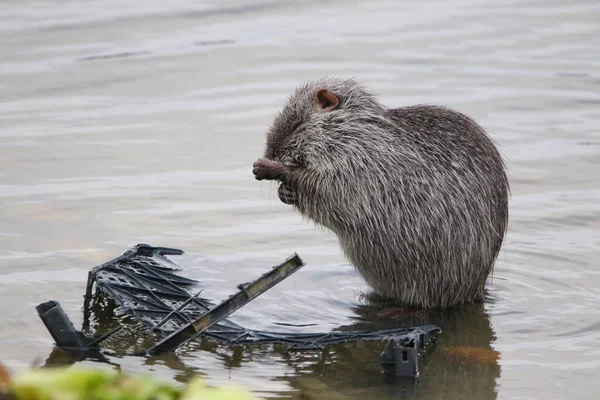 Photographie Rat Musqué Sur Lac Sauvage — Photo