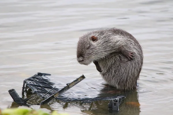 Foto Einer Bisamratte Auf Einem See Freier Wildbahn — Stockfoto