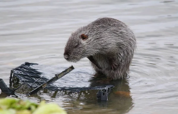 Photographie Rat Musqué Sur Lac Sauvage — Photo