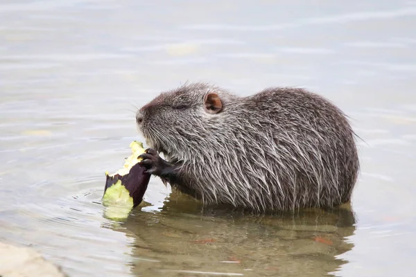 Photographie Rat Musqué Sur Lac Sauvage — Photo