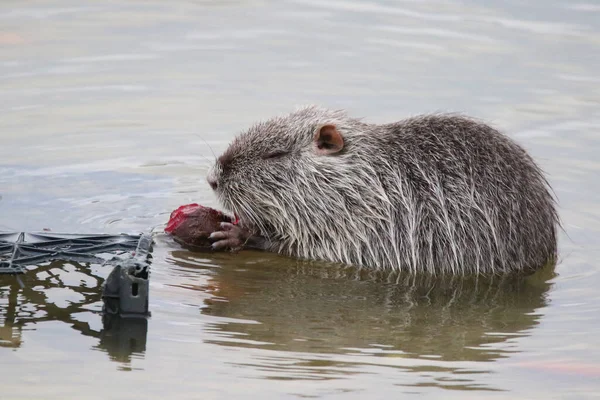 Foto Einer Bisamratte Auf Einem See Freier Wildbahn — Stockfoto