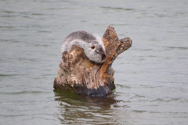 Photographie Rat Musqué Sur Lac Sauvage — Photo