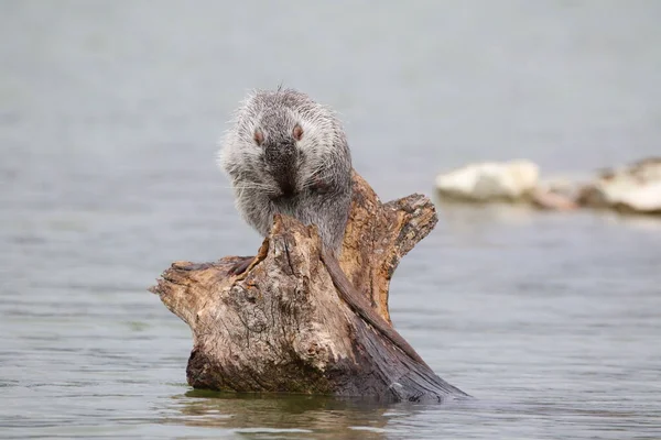 Photographie Rat Musqué Sur Lac Sauvage — Photo