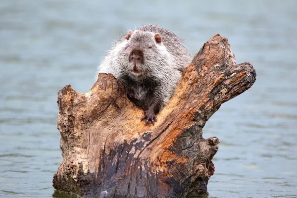 Foto Einer Bisamratte Auf Einem See Freier Wildbahn — Stockfoto