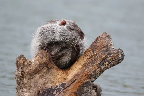 Foto Einer Bisamratte Auf Einem See Freier Wildbahn — Stockfoto