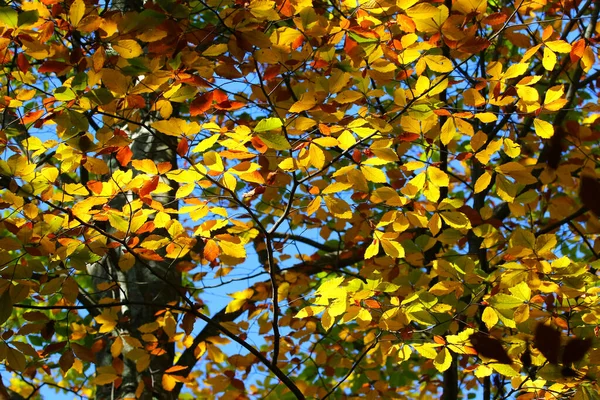 Beautiful Colors Autumn Foliage Trees — Stock Photo, Image