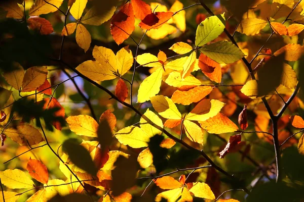 Beautiful Colors Autumn Foliage Trees — Stock Photo, Image