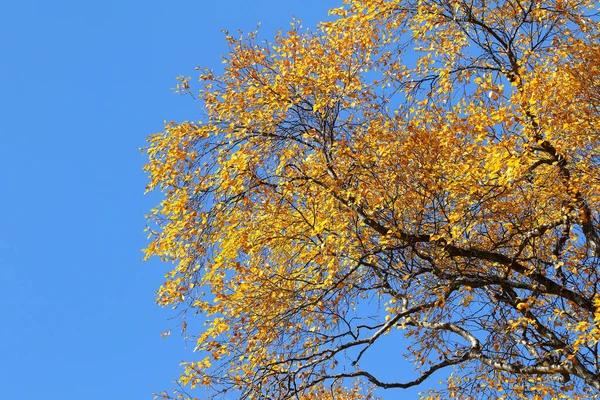 Beautiful Colors Autumn Foliage Trees — Stock Photo, Image