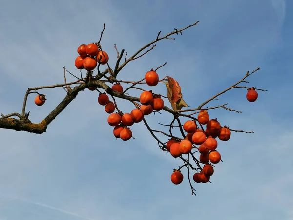 Beautiful Branch Fruits Red Persimmon Background Sky — Stock Photo, Image