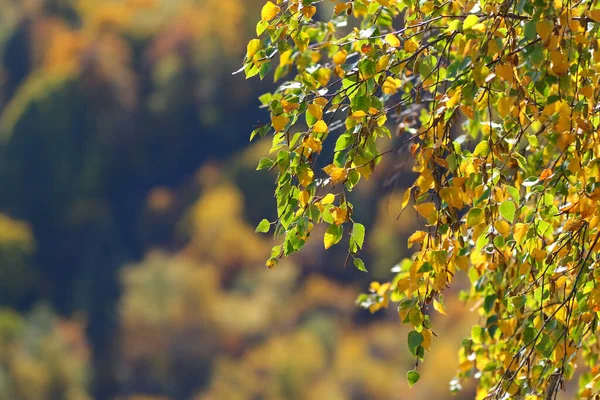 Beautiful Colors Autumn Foliage Trees — Stock Photo, Image