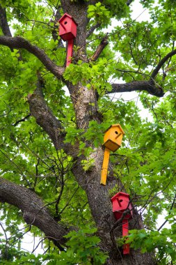 Yeşil bir meşenin gövdesinde bir sürü renkli kuş evi var.