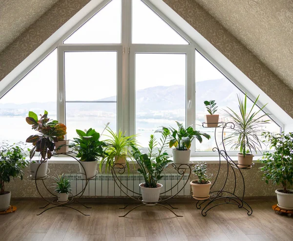 Θέα Πολλών Houseplants Γλάστρες Κοντά Στο Παράθυρο Του Διαμερίσματος — Φωτογραφία Αρχείου