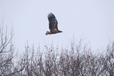 Beyaz kuyruklu Deniz Kartalı kış altında uçuyor.