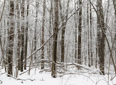 Karlı bir ormanda ağaçlarla kaplı kış manzarası