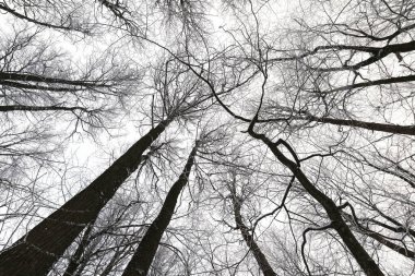 Karlı bir ormanda ağaçlarla kaplı kış manzarası