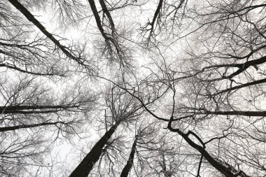 Karlı bir ormanda ağaçlarla kaplı kış manzarası