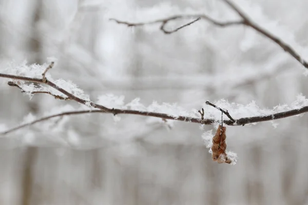 雪の森の中の木と冬の風景 — ストック写真