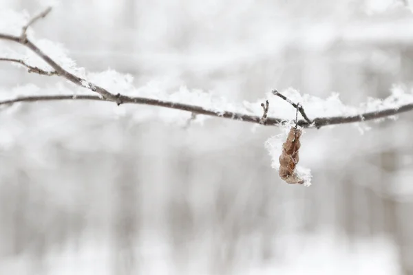 雪の森の中の木と冬の風景 — ストック写真