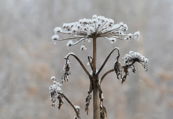 Karlı Bir Ormanda Kış Manzarası — Stok fotoğraf