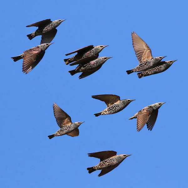 Real photo of Common Starling  in blue sky