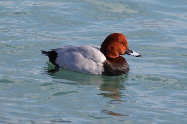 Denizde Ortak Pochard 'ın gerçek fotoğrafı