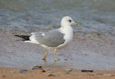 Mew Martı 'nın vahşi doğadaki deniz kıyısındaki gerçek fotoğrafı.