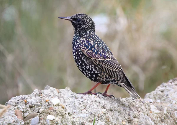 Real photo of Common Starling in nature