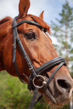 Bir safkan aygır portresi.