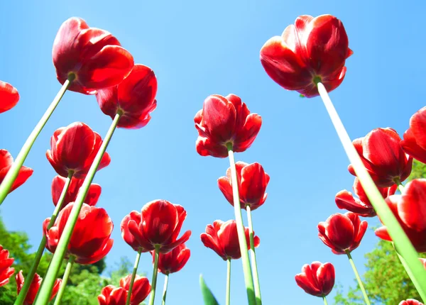 Kvetoucí červené tulipány — Stock fotografie