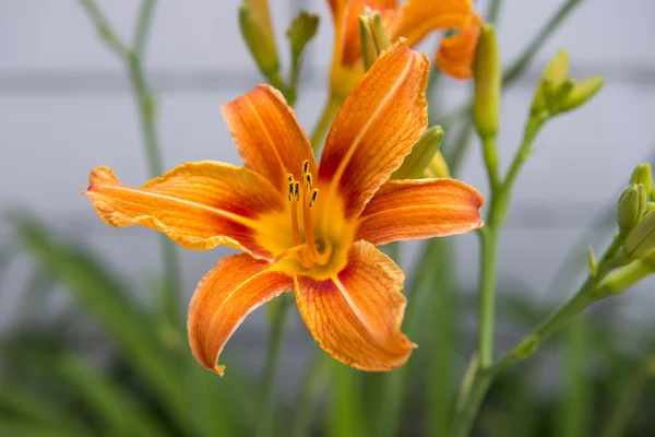 Lilly