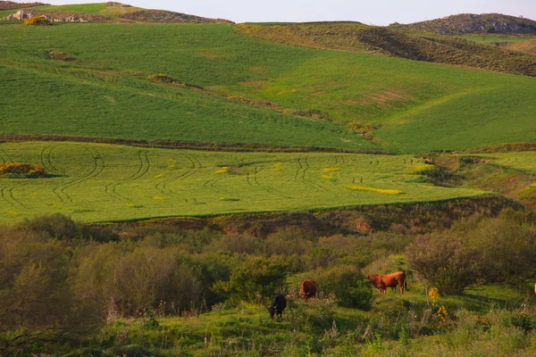 Kühe grasen im Tal — Stockfoto