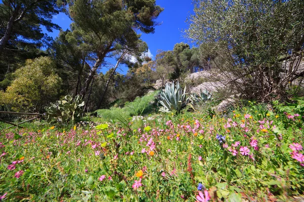 Çiçek bitki ve ağaç bahar