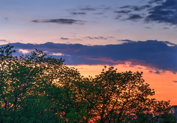 Stromy při západu slunce — Stock fotografie