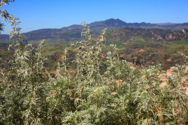 Artemisia bitki yakın çekim